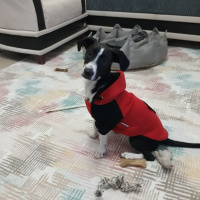 Jack Russell Terrier, Köpek  murphy fotoğrafı