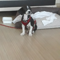 Jack Russell Terrier, Köpek  murphy fotoğrafı