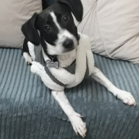 Jack Russell Terrier, Köpek  murphy fotoğrafı