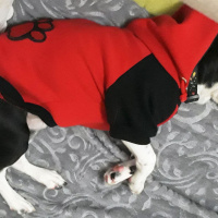 Jack Russell Terrier, Köpek  murphy fotoğrafı