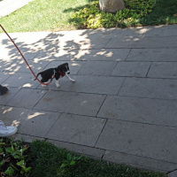Jack Russell Terrier, Köpek  murphy fotoğrafı