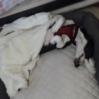 Jack Russell Terrier, Köpek  murphy fotoğrafı