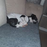 Jack Russell Terrier, Köpek  murphy fotoğrafı