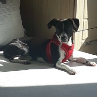 Jack Russell Terrier, Köpek  murphy fotoğrafı