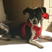 Jack Russell Terrier, Köpek  murphy fotoğrafı