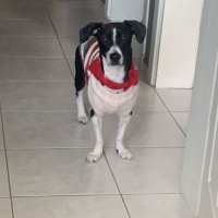 Jack Russell Terrier, Köpek  murphy fotoğrafı