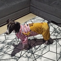 Jack Russell Terrier, Köpek  murphy fotoğrafı