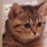 British Shorthair, Kedi  SÜMBÜL fotoğrafı