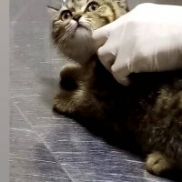 British Shorthair, Kedi  SÜMBÜL fotoğrafı