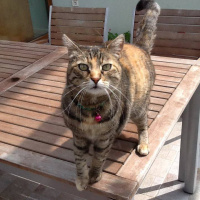 Tekir Kedi, Kedi  Susam fotoğrafı