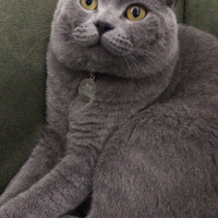 British Shorthair, Kedi  Murtaza fotoğrafı