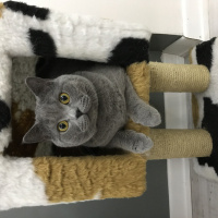 British Shorthair, Kedi  Murtaza fotoğrafı