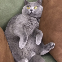 British Shorthair, Kedi  Murtaza fotoğrafı