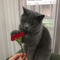 British Shorthair, Kedi  Murtaza fotoğrafı