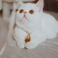 Exotic Shorthair, Kedi  Sütlaç fotoğrafı