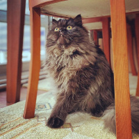 İran Kedisi (Persian), Kedi  Mutlu fotoğrafı