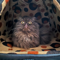 İran Kedisi (Persian), Kedi  Mutlu fotoğrafı