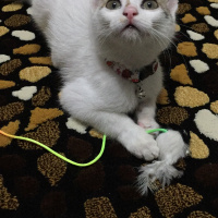 Tekir Kedi, Kedi  Çıtır fotoğrafı