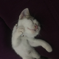 Tekir Kedi, Kedi  Çıtır fotoğrafı