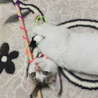 Tekir Kedi, Kedi  Çıtır fotoğrafı