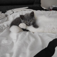 British Shorthair, Kedi  Dobby fotoğrafı