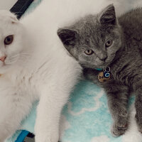 British Shorthair, Kedi  Dobby fotoğrafı