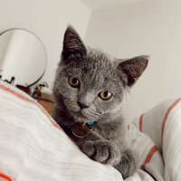 British Shorthair, Kedi  Dobby fotoğrafı