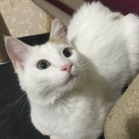 Tekir Kedi, Kedi  Badem fotoğrafı