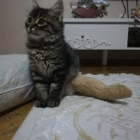 Tekir Kedi, Kedi  Khalesi fotoğrafı