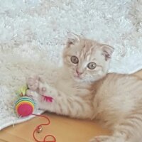 Scottish Fold, Kedi  Simbat fotoğrafı