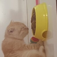 Scottish Fold, Kedi  Simbat fotoğrafı