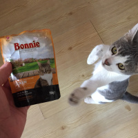 Tekir Kedi, Kedi  Linda fotoğrafı