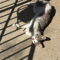 Tekir Kedi, Kedi  Linda fotoğrafı