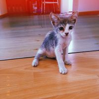 Tekir Kedi, Kedi  Linda fotoğrafı