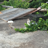 Tekir Kedi, Kedi  Linda fotoğrafı