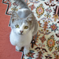 Tekir Kedi, Kedi  Linda fotoğrafı