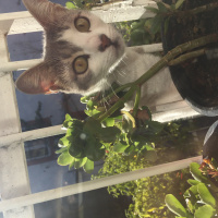 Tekir Kedi, Kedi  Linda fotoğrafı