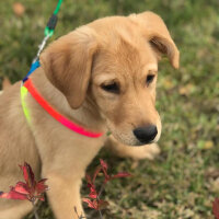 Golden Retriever, Köpek  pablo fotoğrafı