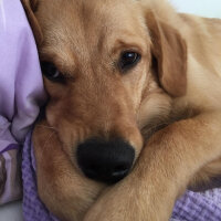 Golden Retriever, Köpek  pablo fotoğrafı