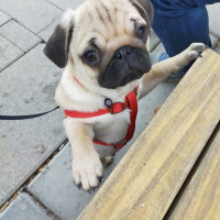 Pug, Köpek  Alex fotoğrafı