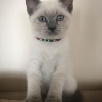 British Shorthair, Kedi  Sütlaç fotoğrafı