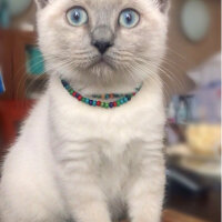 British Shorthair, Kedi  Sütlaç fotoğrafı