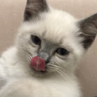 British Shorthair, Kedi  Sütlaç fotoğrafı