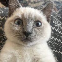 British Shorthair, Kedi  Sütlaç fotoğrafı