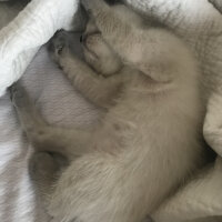 British Shorthair, Kedi  Sütlaç fotoğrafı