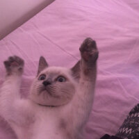 British Shorthair, Kedi  Sütlaç fotoğrafı