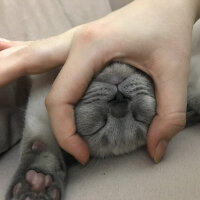 British Shorthair, Kedi  Sütlaç fotoğrafı