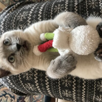 British Shorthair, Kedi  Sütlaç fotoğrafı