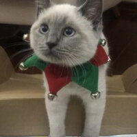 British Shorthair, Kedi  Sütlaç fotoğrafı