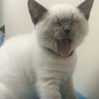 British Shorthair, Kedi  Sütlaç fotoğrafı